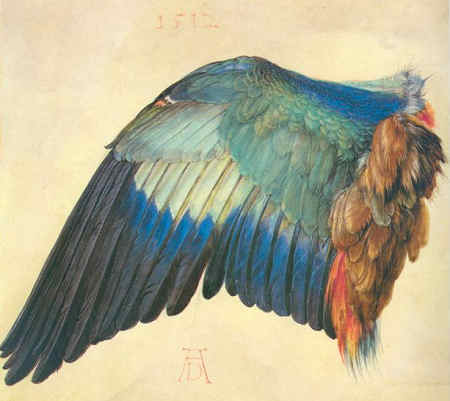 Photo:  Ala di uccellino, acquerello di Albrecht Dürer, del 1512